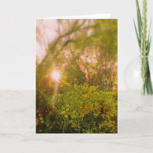 Sonnenbeleuchtete Palo Verde weiche Grußkarte Karte