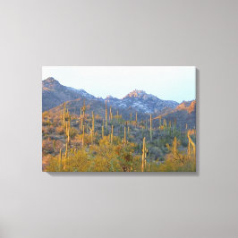 Sonnenbeleuchtete Saguaros im Winter verwüstete Ca Leinwanddruck