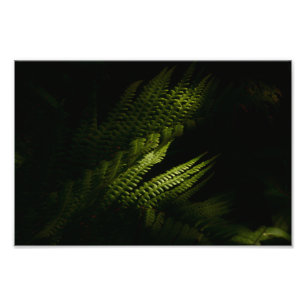 Sonnenbeleuchtete Waldfarne (6160) Fotodruck
