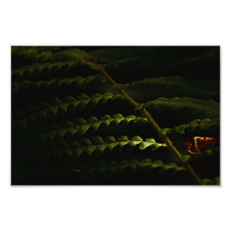 Sonnenbeleuchtete Waldfarne (6174) Fotodruck