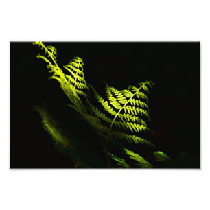 Sonnenbeleuchtete Waldfarne (6203) Fotodruck