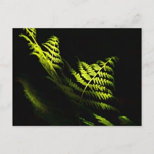 Sonnenbeleuchtete Waldfarne (6203), Postkarte