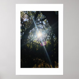 Sonnenbeleuchtete Zweige Hawaii-Farbfotografie Poster