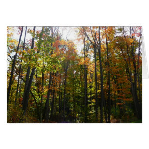 Sonnenbeleuchteter Herbstwald Herbstlandschaft