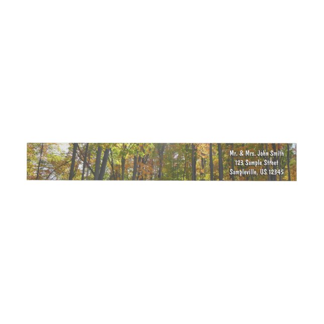 Sonnenbeleuchteter Herbstwald Herbstlandschaft (Person)