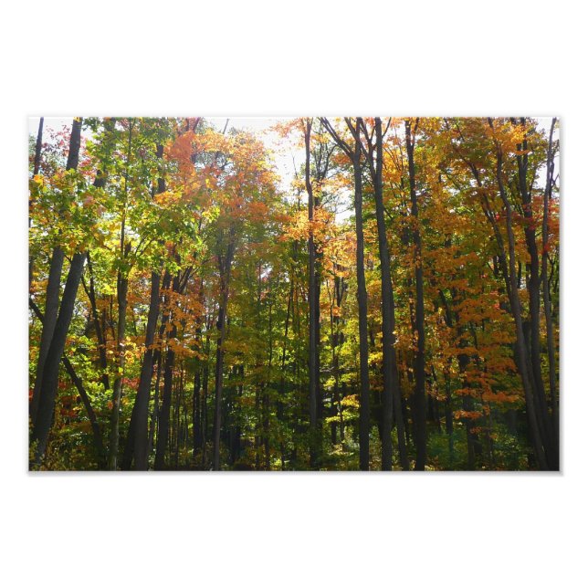 Sonnenbeleuchteter Herbstwald Herbstlandschaft Fotodruck (Vorne)