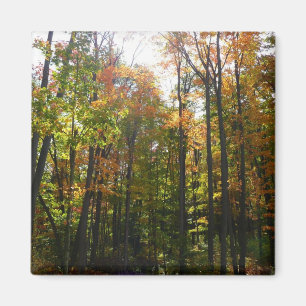 Sonnenbeleuchteter Herbstwald Herbstlandschaft Magnet