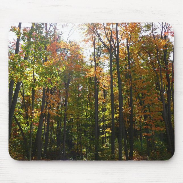 Sonnenbeleuchteter Herbstwald Herbstlandschaft Mousepad (Vorne)