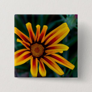 Sonnenbeschienene Schatzblume Botanisches Foto Button