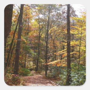 Sonnenbeschienener Herbstweg im Laurel Hill State Quadratischer Aufkleber