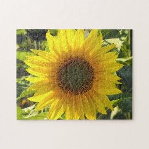 Sonnenblume