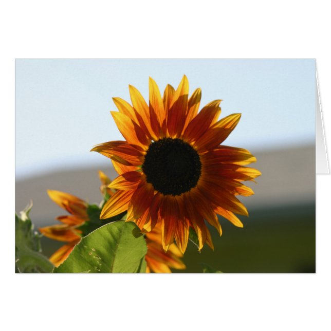 Sonnenblume (Vorderseite (Horizontal))