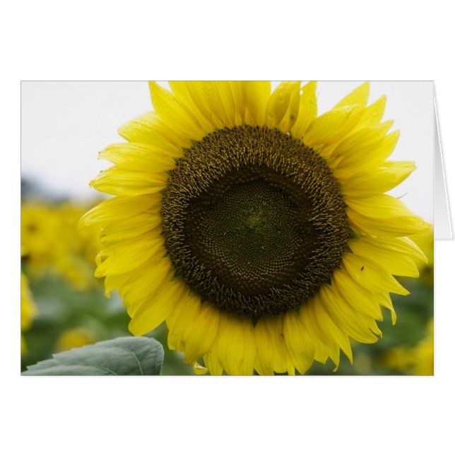 Sonnenblume (Vorderseite (Horizontal))