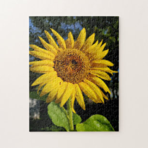 Sonnenblume