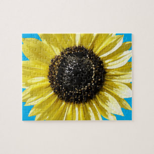 Sonnenblume