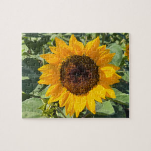 Sonnenblume