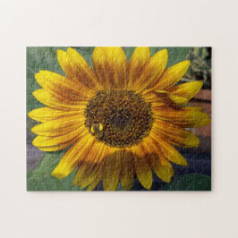 Sonnenblume