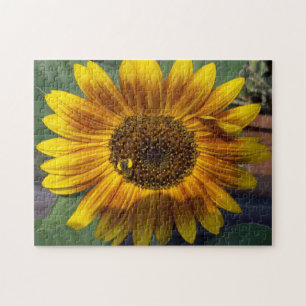 Sonnenblume