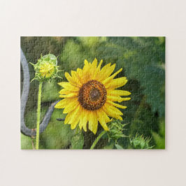 Sonnenblume