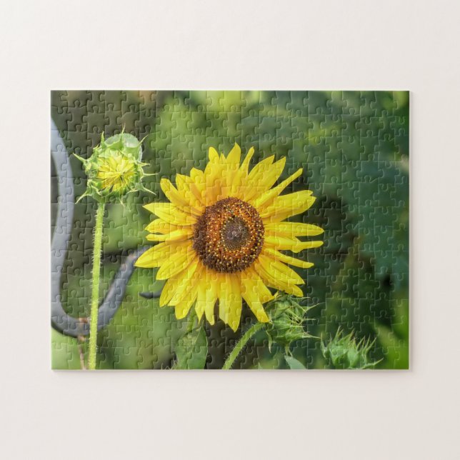 Sonnenblume (Horizontal)