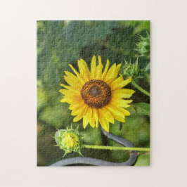 Sonnenblume
