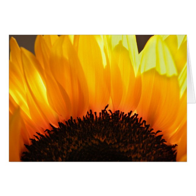 Sonnenblume (Vorderseite (Horizontal))
