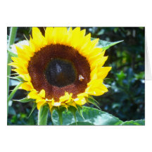 Sonnenblume