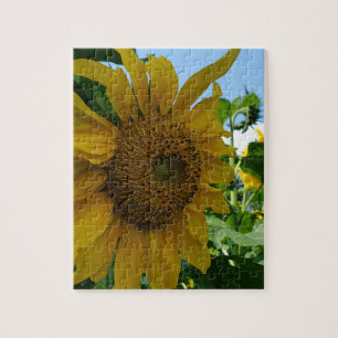 Sonnenblume