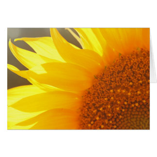 Sonnenblume