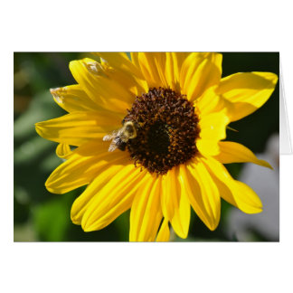 Sonnenblume