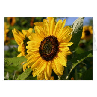 Sonnenblume