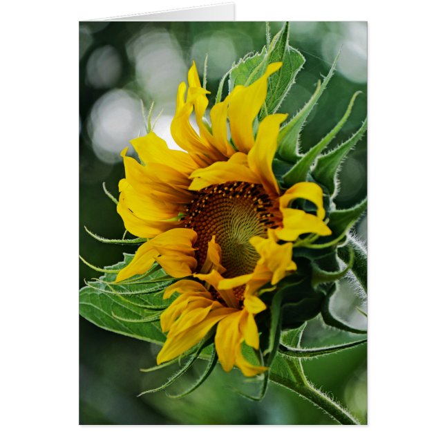 Sonnenblume (Vorne)