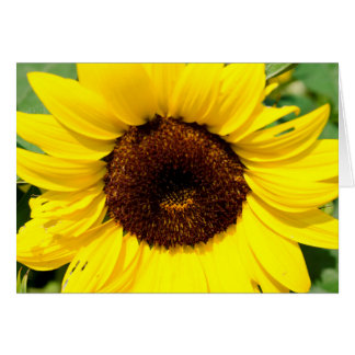Sonnenblume