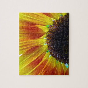 Sonnenblume