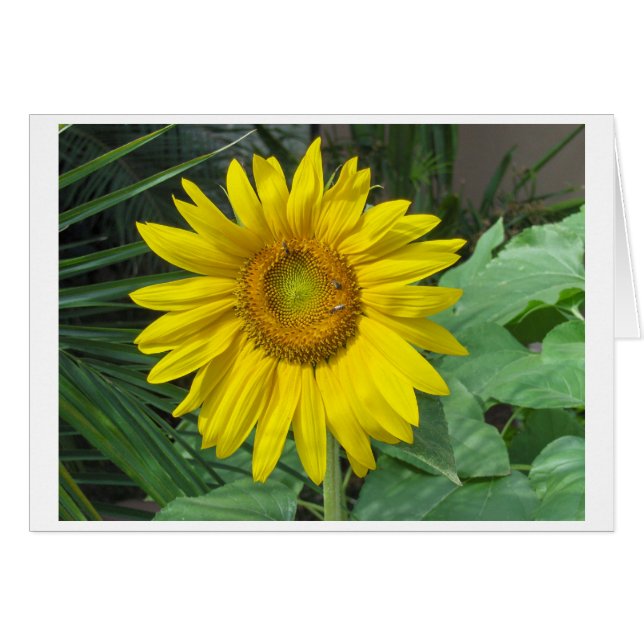 Sonnenblume (Vorderseite (Horizontal))