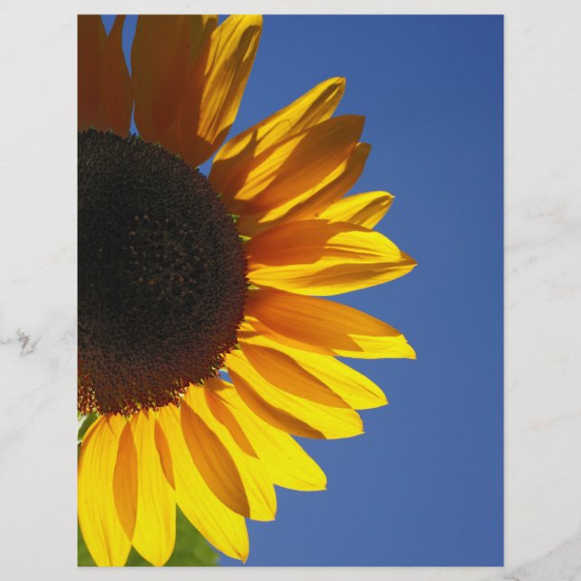 Sonnenblume (Vorderseite)