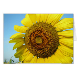 Sonnenblume