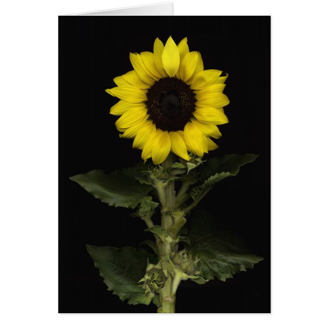 Sonnenblume 11 (Vorne)