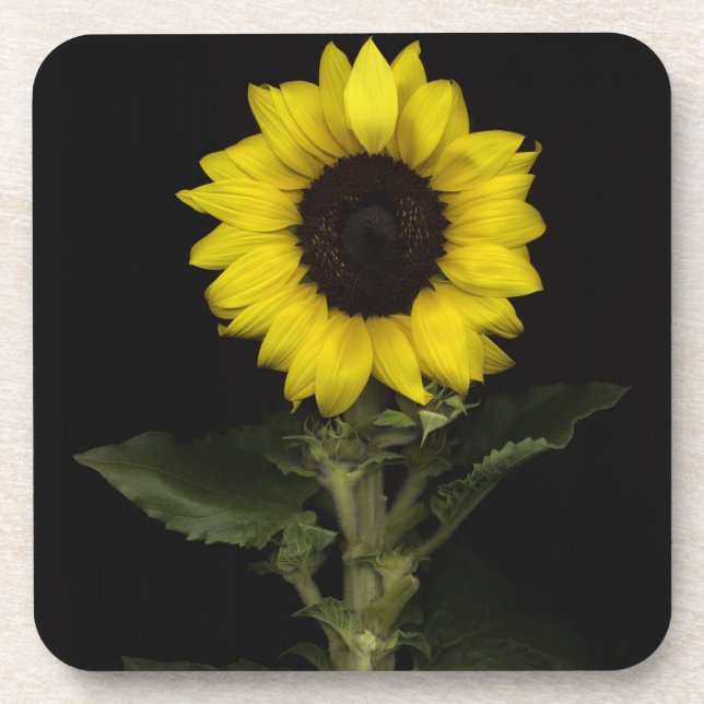 Sonnenblume 11 getränkeuntersetzer (Vorderseite)