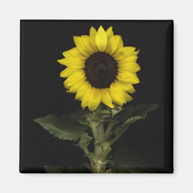 Sonnenblume 11 magnet (Vorne)