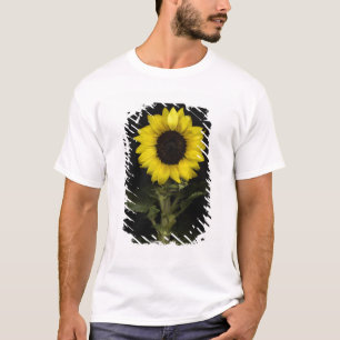 Sonnenblume 11 T-Shirt