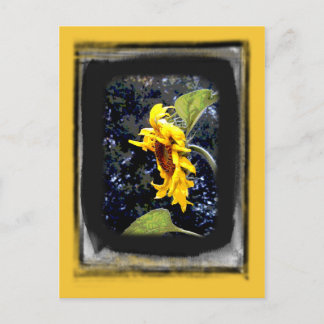 Sonnenblume 1 Postkarte
