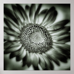 Sonnenblume 1 Quadrat Poster drucken