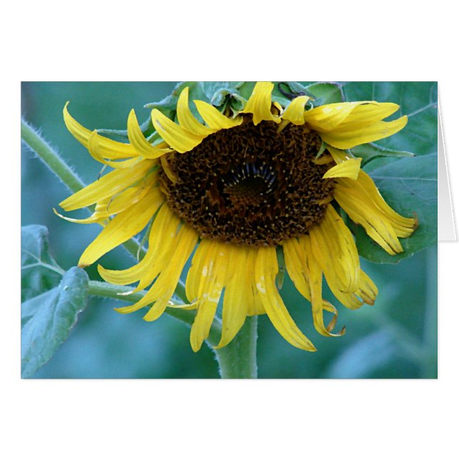 Sonnenblume 2 (Vorderseite (Horizontal))
