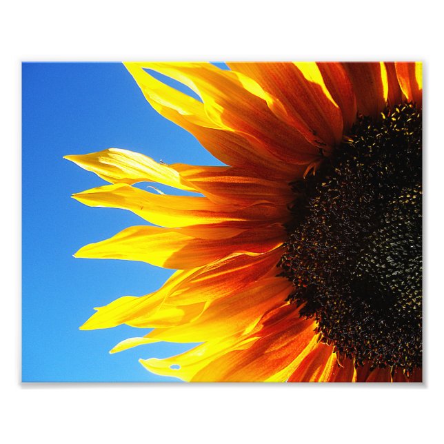 Sonnenblume Aflamme 10x8 Fotodruck (Vorne)