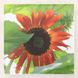 Sonnenblume am Nachmittag Glasuntersetzer