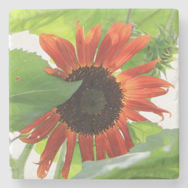 Sonnenblume am Nachmittag Steinuntersetzer (Vorderseite)