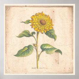 Sonnenblume Antikes Botanisches Plakat
