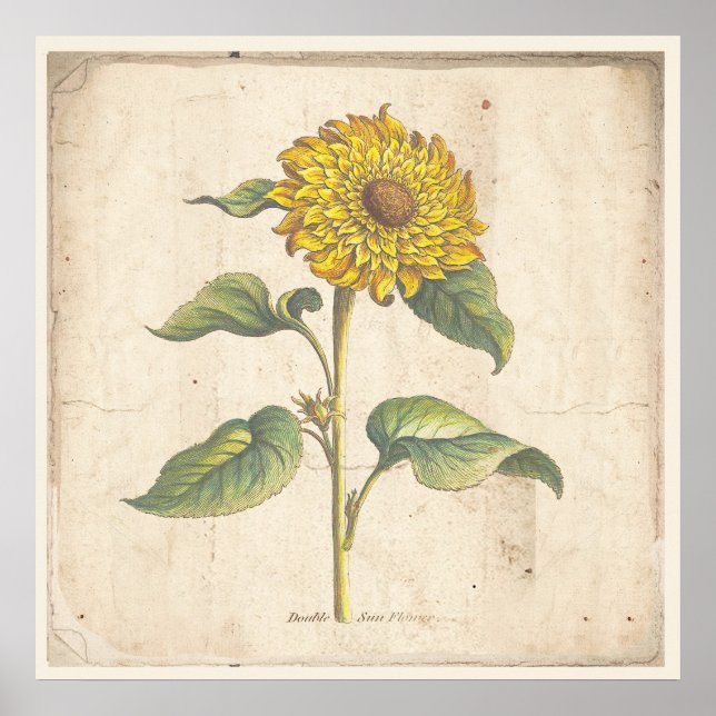 Sonnenblume Antikes Botanisches Plakat (Vorne)