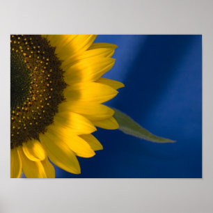 Sonnenblume auf blau poster